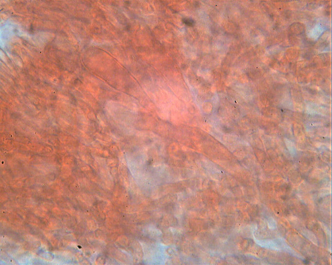 Phlebia rufa